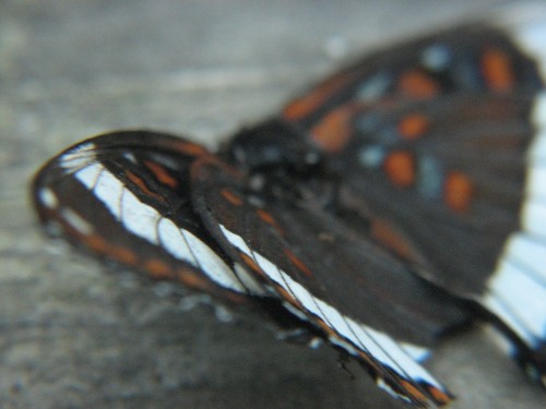 Macro video and photos with the S3 IS